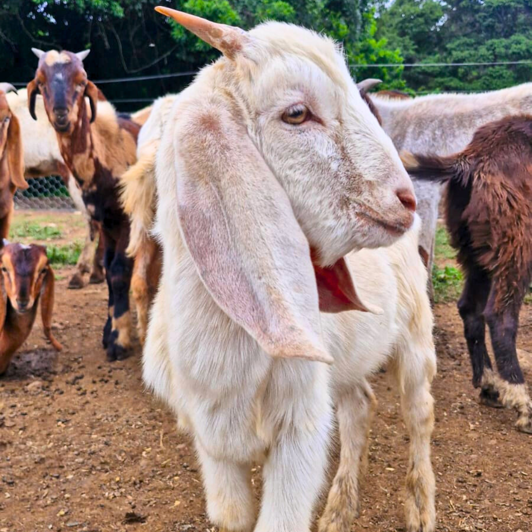 FAZENDA LABORATÓRIO UNIFOR-MG RECEBE ANIMAIS RESGATADOS DO TRÁFICO